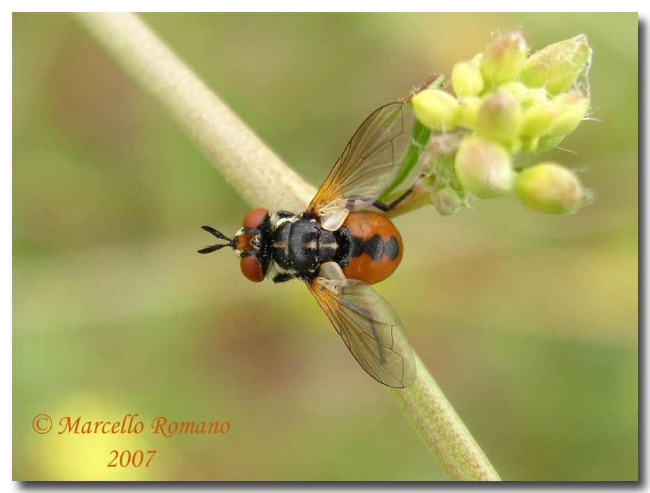 Album di ditteri fotografati in Sicilia nel 2007